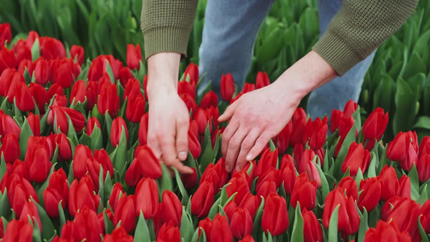 Farmer, florist picking flowers in flowerbed for sale at farmers market. Close-up of farmer's hands uprooting flower, red tulip from garden bed. Growing tulips in greenhouse. Agribusiness concept.