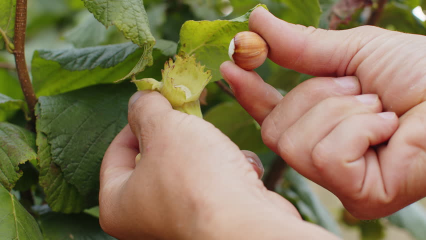Close-up of male farmer hands plucks collects ripe hazelnuts from a deciduous hazel tree bunch in garden. Growing raw nuts fruit on plantation field. Harvest autumn farm time. Healthy natural eco food