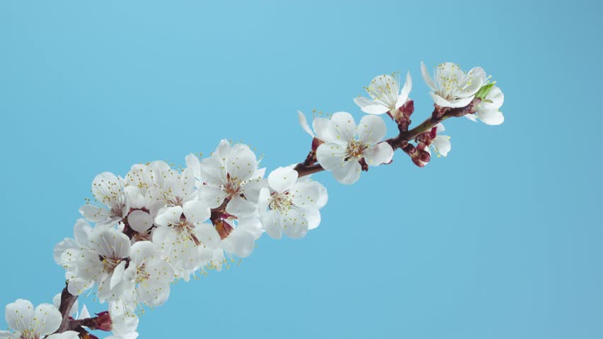 Beautiful timelapse of a cherry blossom branch blooming with white flowers against a blue background. Ideal for nature, spring, or floral-themed concepts and promotional content.