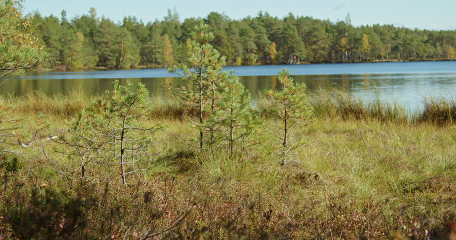 Serene Northern Lake Landscape with Young Pine Trees and Golden Grass. A Tranquil autumn shoreline scene captures a pristine forest lake surrounded by evergreen trees and wild meadow grass