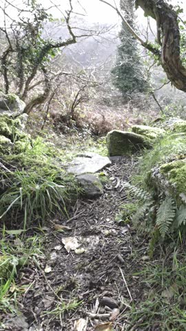Exploring a lush, moss-covered landscape in a serene forest setting during early morning light