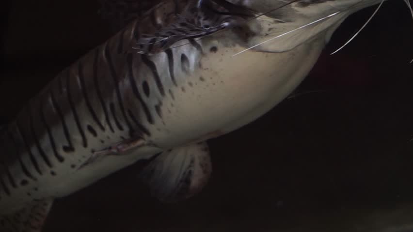 4K recording
Phractocephalus hemioliopterus fish
is swimming in a large aquarium.