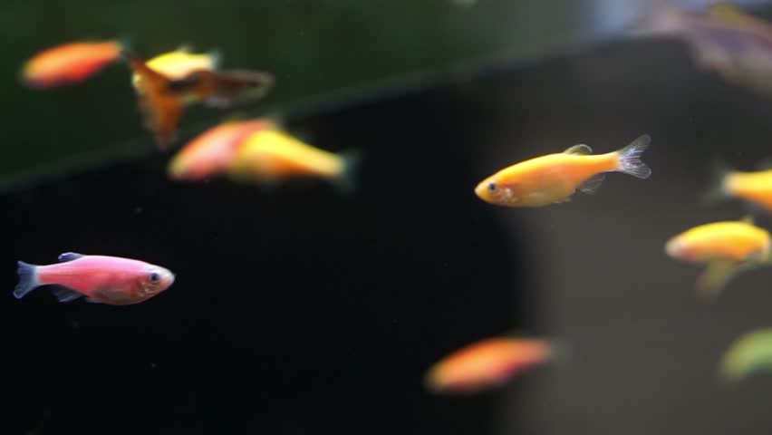 4K recording
Zebrafish or Danio rerio
is swimming in a large aquarium.