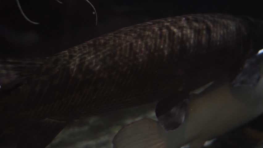 4K recording
Phractocephalus hemioliopterus fish
is swimming in a large aquarium.