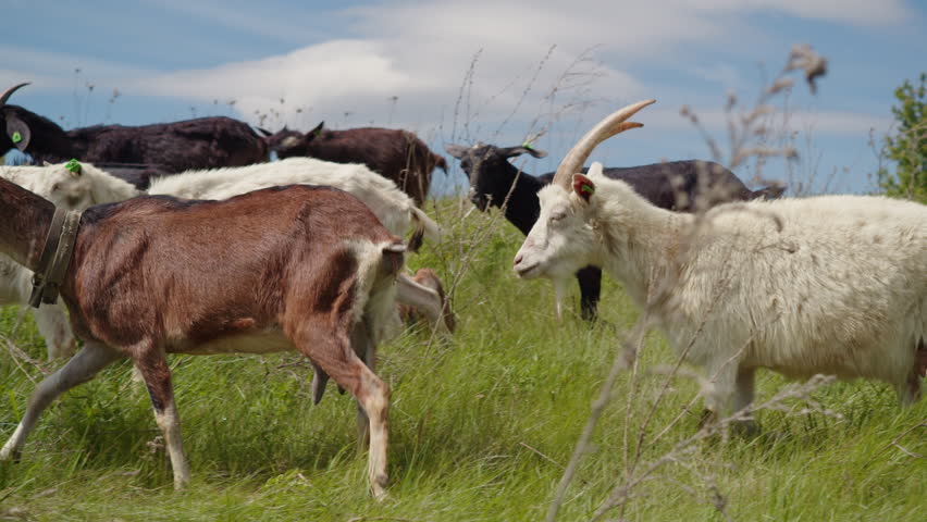 Herd of goats running on a green meadow in the countryside