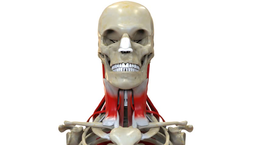 human deep muscles of the posterior neck trapezius anatomy medical 3d animation