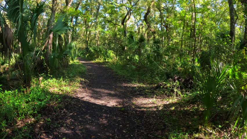 Hillsboro River State Park Tampa Bay Florida Nature Trail walk. Ancient mangrove trees green foliage