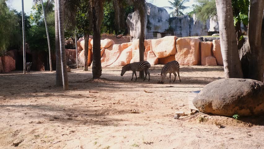 A long shot of Zebras in an open-air zoo, the space imitates a Savannah. The wild animals walk around the closed area without a fence or bars. They eat grass and run around.