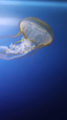 A mesmerizing close-up of a Pacific sea nettle jellyfish drifting gracefully in the deep blue water. Its long tentacles and bell-shaped body create a captivating underwater scene.