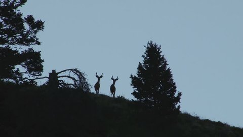 Mule Deer on the mountain in the early morning