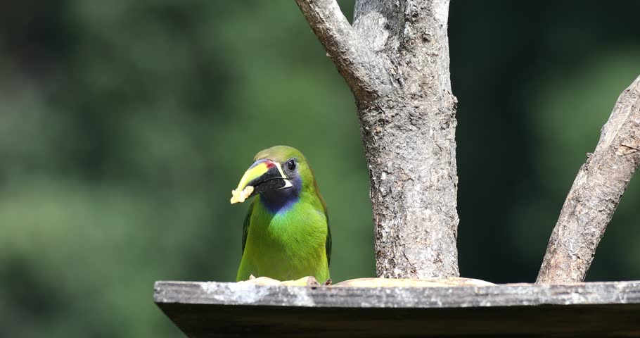 Beauty green toucan family bird Emerald toucanet (Aulacorhynchus prasinus), small toucan. Beautiful bird at San Gerardo de Dota, Wildlife and birdwatching in Costa Rica.