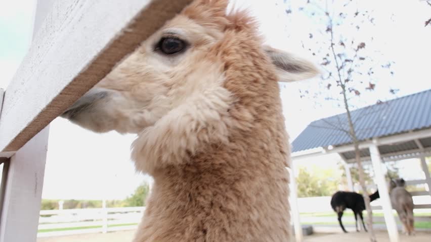 cute fluffy alpacas in the farm
