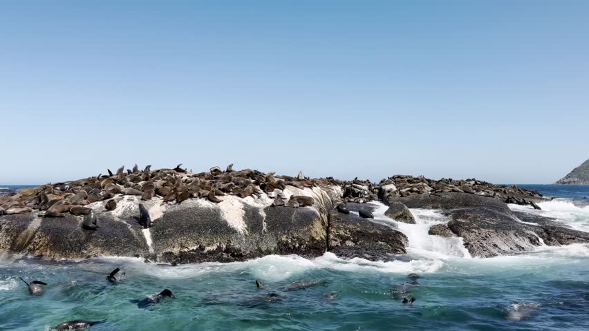 Seal island, Cape town South Africa. brown fur seals Arctocephalus pusillus colony resting on Duiker Island