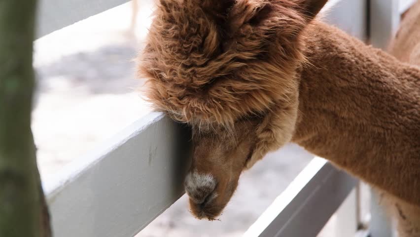 cute fluffy alpacas in the farm