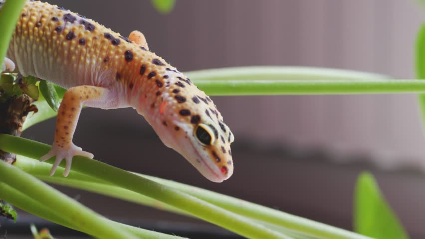 Leopard gecko exploring lush green foliage indoors