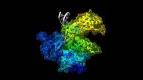 Human DNA polymerase alpha in binary complex with a DNA:DNA template-primer. PDB 5IUD. Assembles complex for priming of lagging and leading DNA replication strands. Surface structure black background. - Powered by Shutterstock - Get 15% off with code: PIKWIZARD15