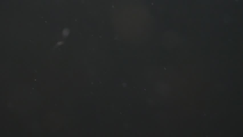 Underwater view of floating impurities and organic fragments, filmed in slow motion. Shallow depth of field creates a gentle, ambient background.