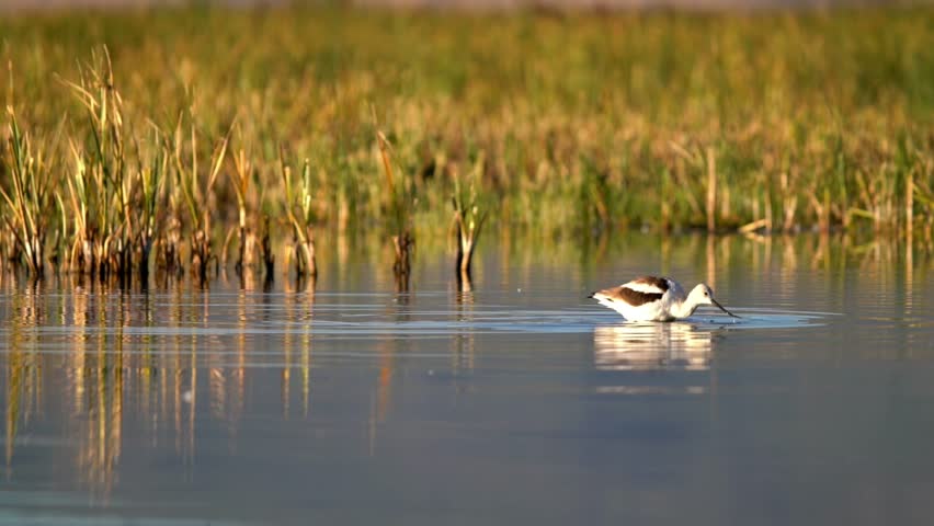 American Avocet (Recurvirostra americana) 
Summer Lake Wildlife Management Area, Oregon