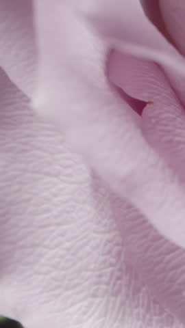 Vertical video. Extreme close-up of a rotating pale pink rose, focusing on the soft, layered petals and gentle textures. The rotation emphasizes the depth and intricate beauty within the flower