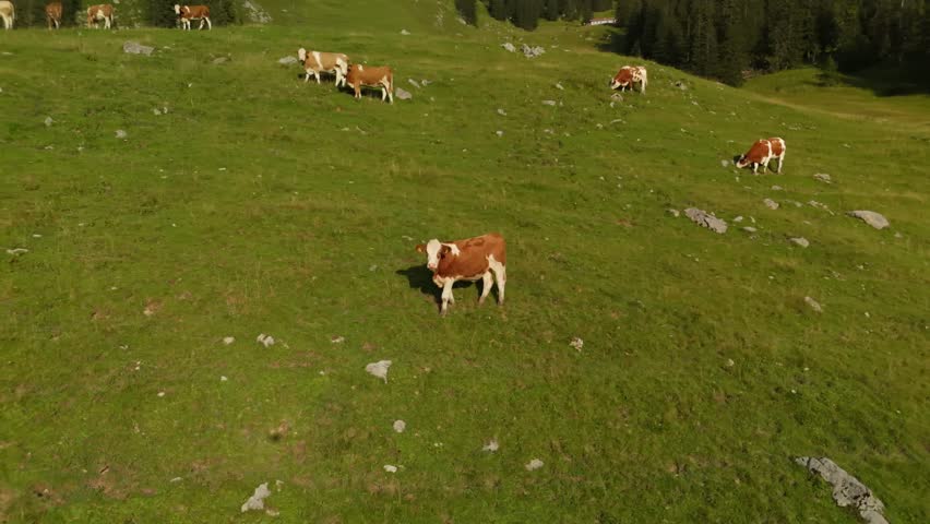 Herd of brown and white cows graze on mountain in Alps. Cattle grazing on top of mountainside in European Alps summer. Aerial view of cows grazing in mountains. Drone view of livestock herding on hill