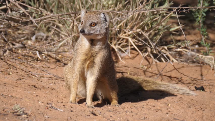 Yellow mongoose at Kgalagadi Transfrontier Park in Botswana