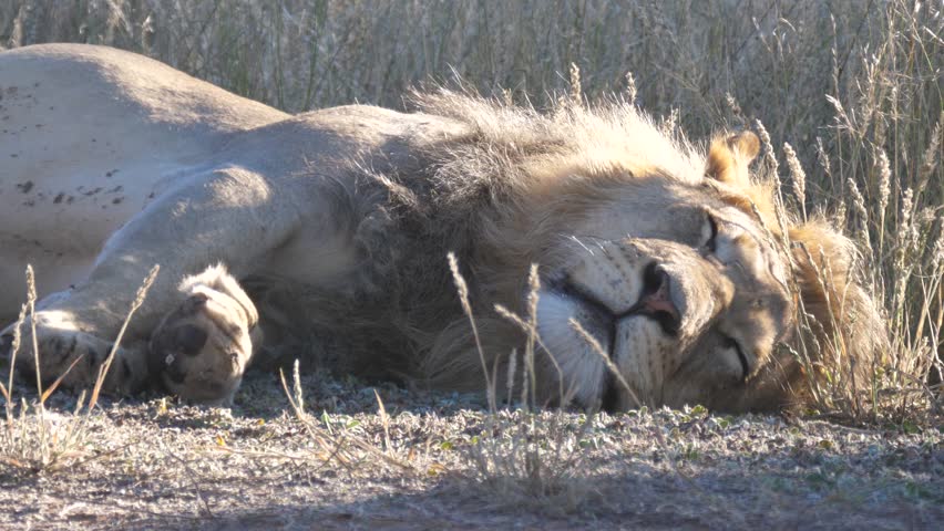Close up from male lion sleeping next to a dirt road at Kgalagadi Transfrontier Park in Botswana