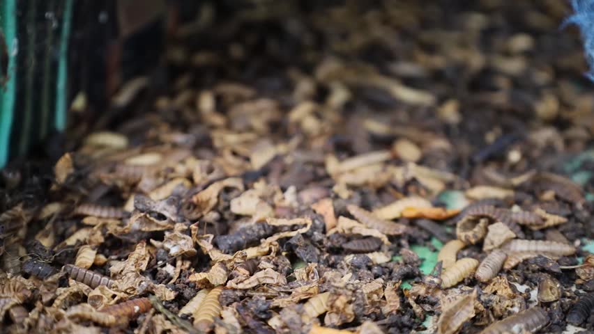 Hermetia illucens maggot cultivation.close-up video maggots eating organic waste in traditional Indonesian agriculture.	