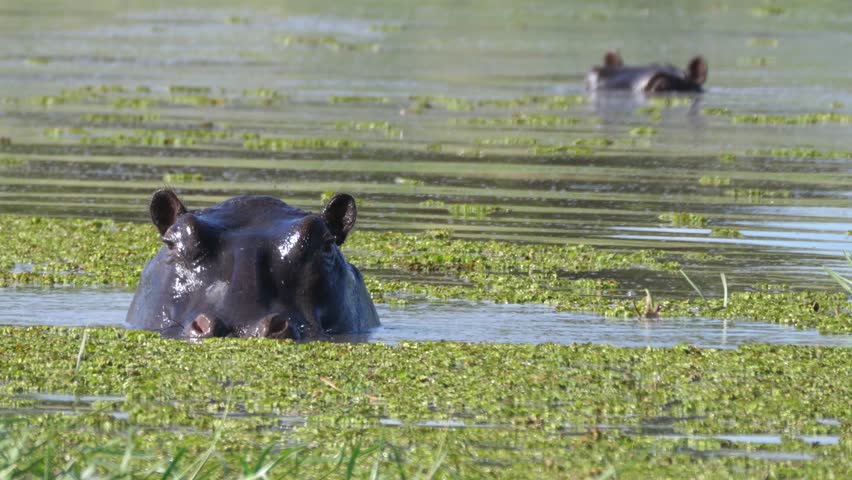 Two hippos at the Khwai River in Botswana