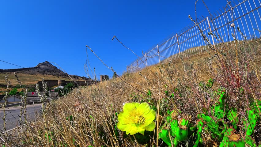 Cacti with flowers and berries, Green cactus and red prickly pears, plants in Spain.