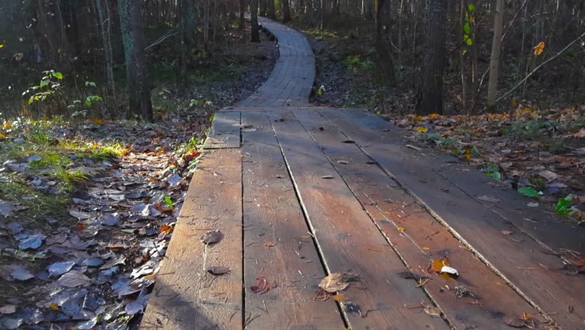 Wooden hiking trail or boardwalk in a sunny forest leading up to Pääsküla Estonia bog trail in the morning time. Leaves have fallen on the ground and the forest is thick and dense. Walkway is wet.