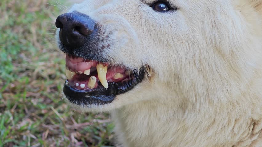 A fierce white dog baring its fangs