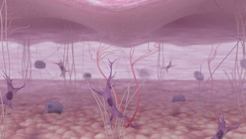 Activation of fibroblasts and the restoration of collagen fibers within the skin’s extracellular matrix. A skin tissue before and after a wrinkle-reducing anti-aging treatment. 3D animation