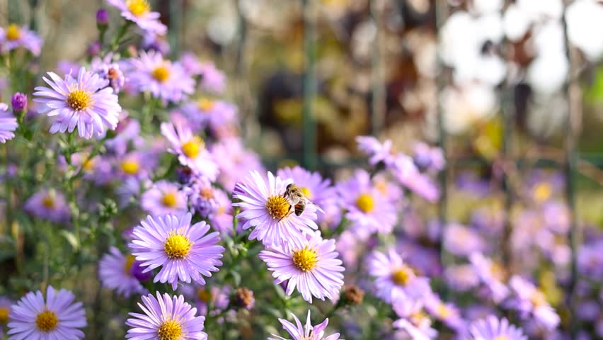 Bee collects pollen from purple flower.