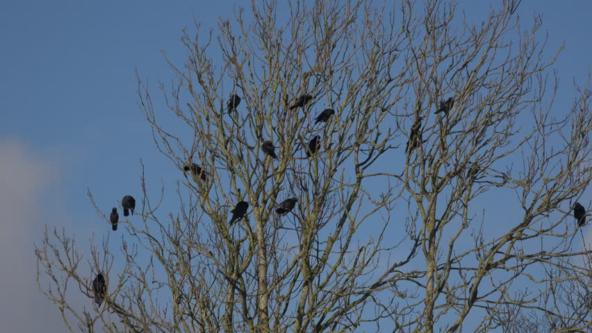 Crows in a tree corvids preening. Black birds flock in branches with blue sky behind UK 4K