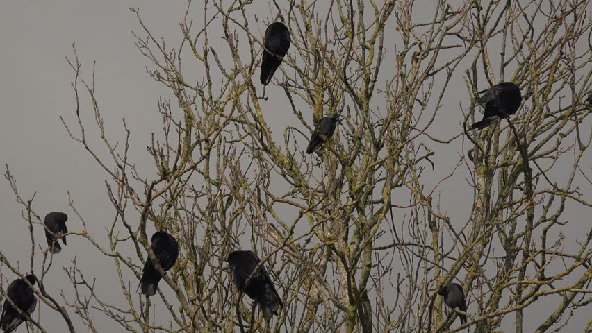 Crows in a tree corvids preening. Black birds flock in branches with blue sky behind UK 4K