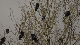 Crows in a tree corvids preening. Black birds flock in branches with blue sky behind UK 4K - Powered by Shutterstock - Get 15% off with code: PIKWIZARD15