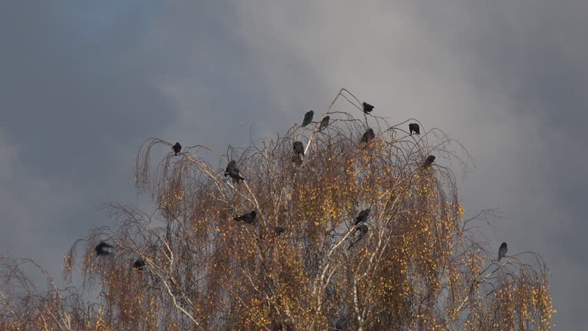 Crows in a tree corvids preening. Black birds flock in branches with blue sky behind UK 4K