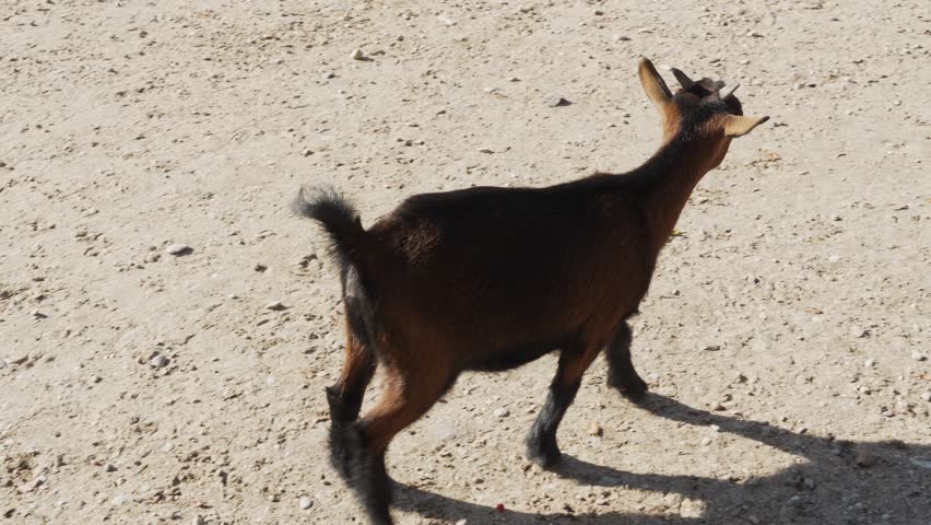 Young goats are walking on a free range and looking for food and chewing. Hoofed animal goat. Bearded goats are feeding and grazing