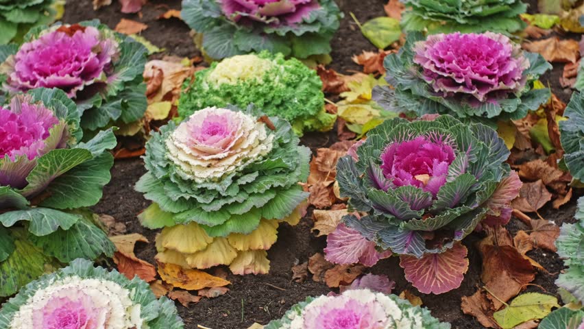 Decorative Cauliflower Ornamental Cabbage with White and Purple Flower Leaves in Botanical Garden Patch