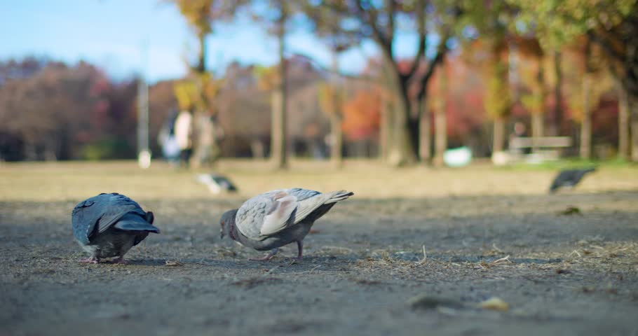 Flock of Pigeons Eating on the Floor in a Park with People Walking Around
