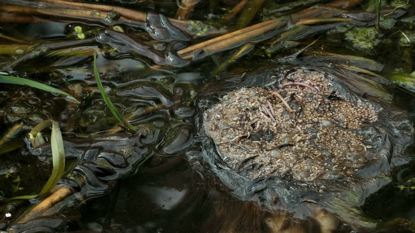 Horse leech and fly maggots feeding on a carcass