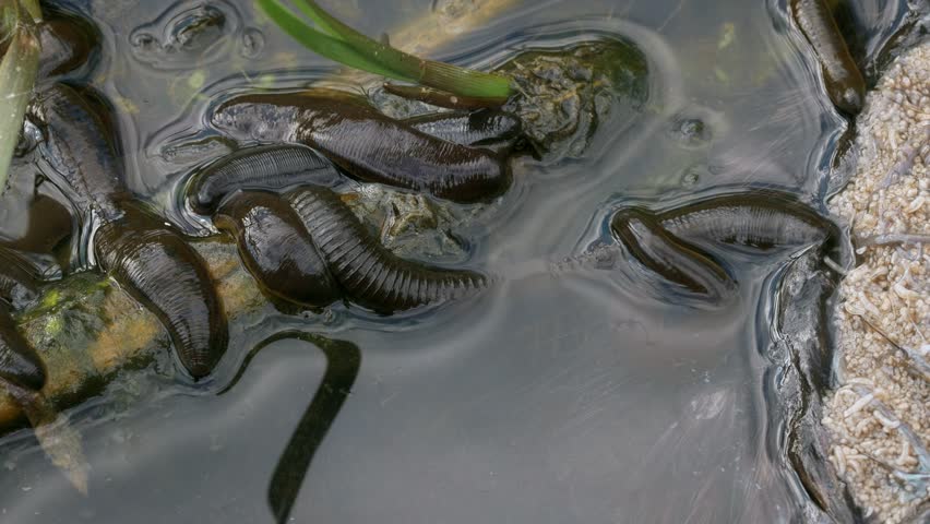 Horse leech and fly maggots feeding on a carcass