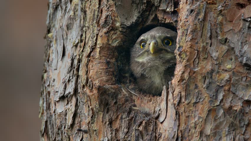 Baby Eurasian pygmy owl (Glaucidium passerinum), chick looking out of tree hole
