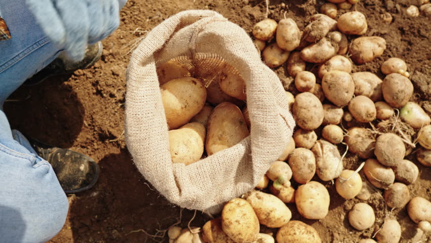Close-up of farmer’s hands selecting the best potatoes in the harvest field. Fresh potato sorting process during harvest. Field workers placing potatoes into bags during harvest