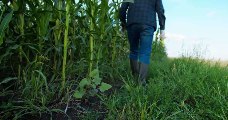 Farmer wearing in rubber boots walking through green corn maize plants rows in cultivated cornfield