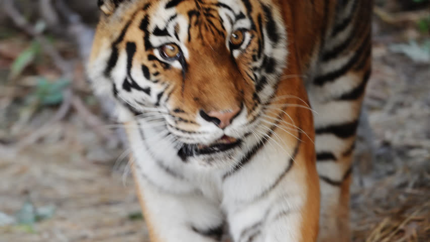 Slow-motion 4K tiger walking gracefully, glancing sideways with intensity and power.