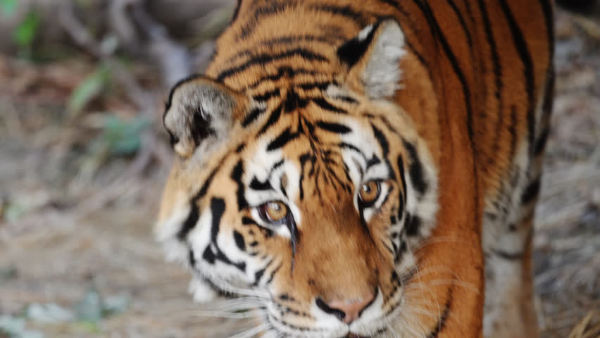 Slow-motion 4K tiger walking gracefully, glancing sideways with intensity and power.