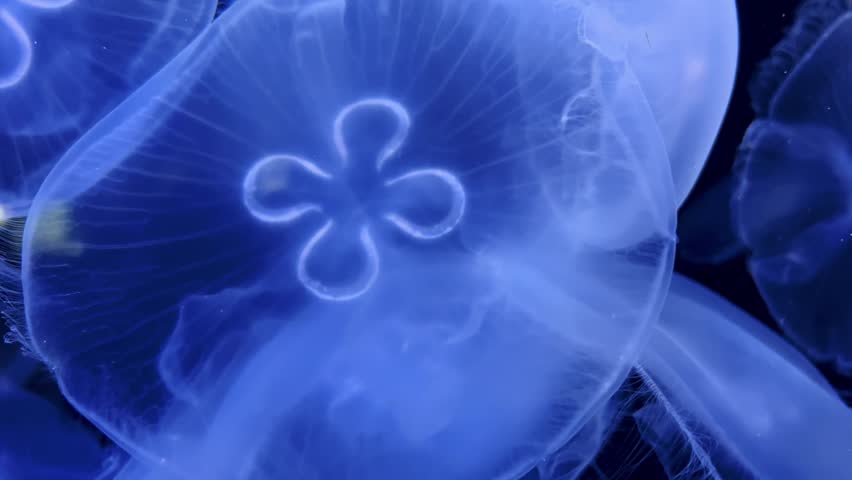 Beautiful Sea Moon jellyfish in the neon light in aquarium, dark background