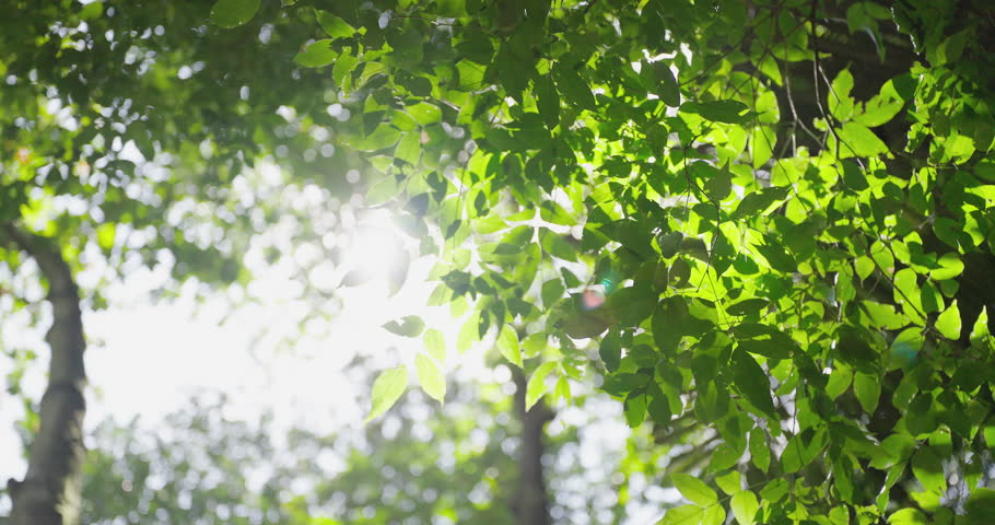 close up leaf sun morning summer. sun bright shining through trees leaves daylight. spring tree weather green season sky.
