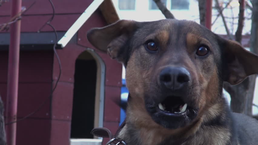 Dog with fangs barks threateningly, approaching